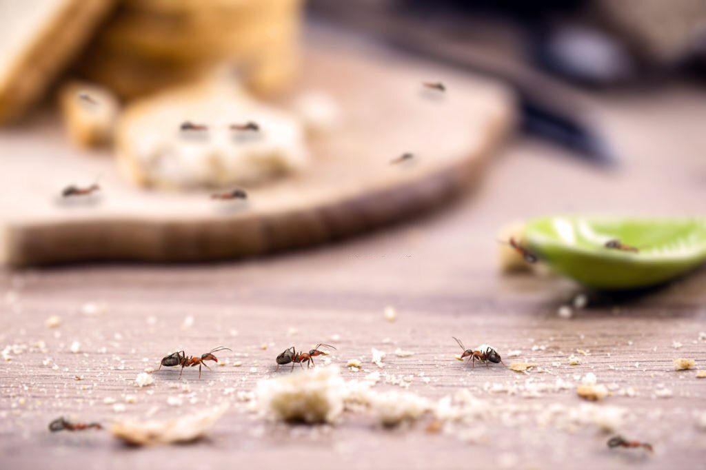 Why are there so many ants on the table?