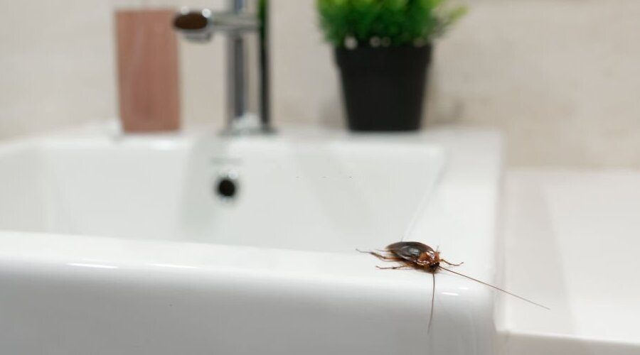 Common Household Pests